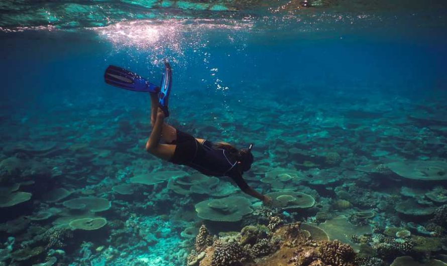 Immerse Yourself in Aquatic Splendor: Snorkeling Escapades at Telegraph & Seebi Islands