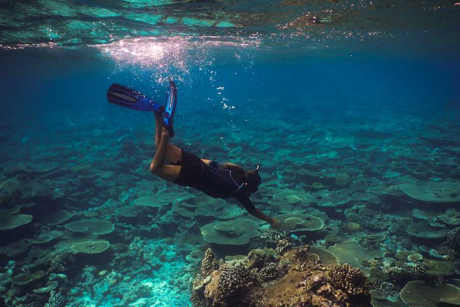 Immerse Yourself in Aquatic Splendor: Snorkeling Escapades at Telegraph & Seebi Islands
