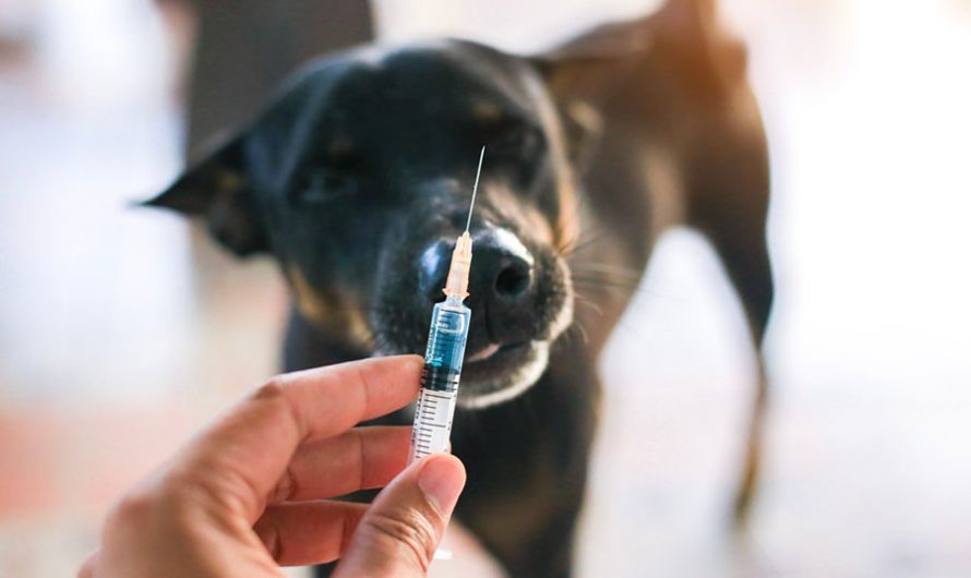 Useful Tips to Prepare Your Dog for a Vaccine Appointment